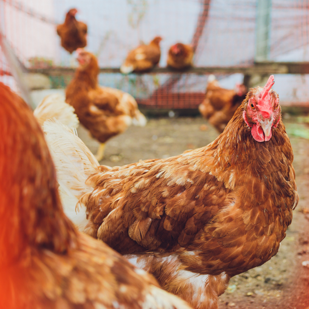 /تربية الدواجن